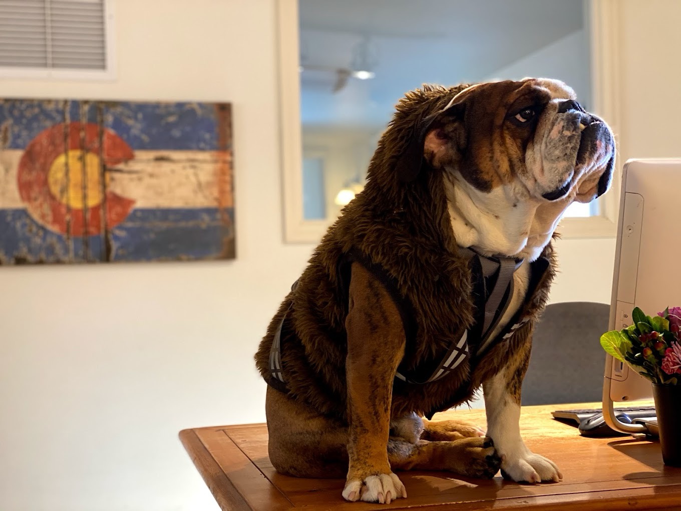 Gizmo the English Bulldog sitting on a desk at the Bulldog Construction office with a Colorado flag in the background.